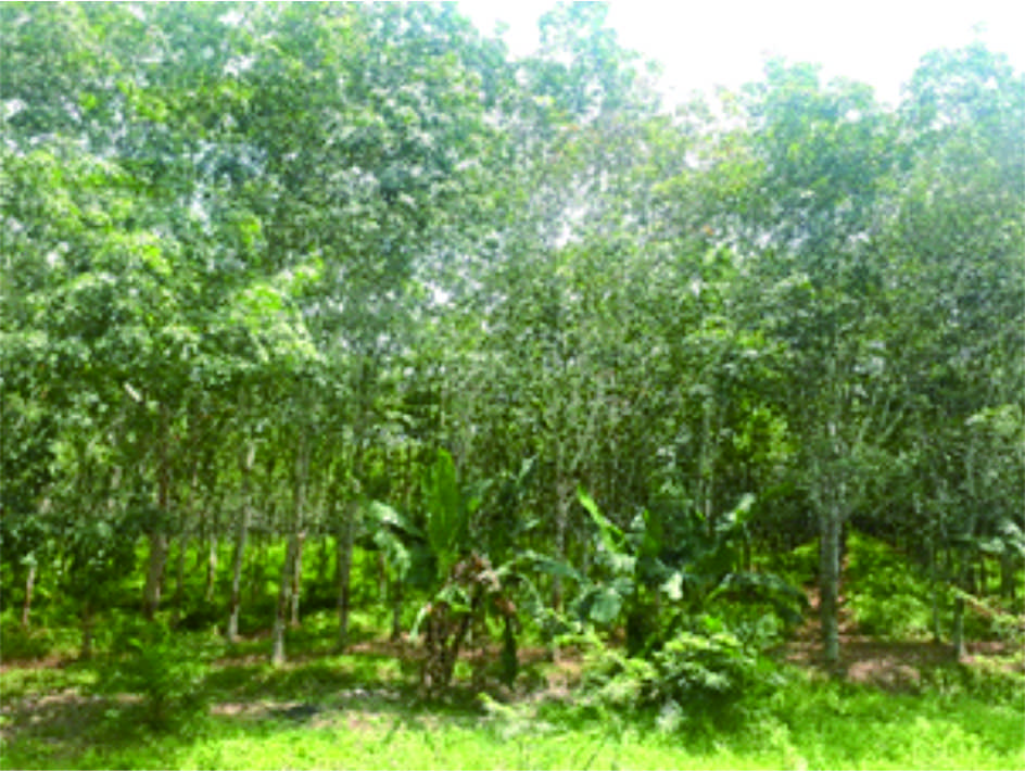 Environmental Impact Assessment for Binjai - North Sumatra Province Border Highways in North Sumatera Province.